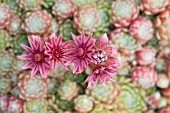 SEMPERVIVUM ALIONII