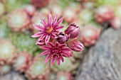 SEMPERVIVUM GRANADA