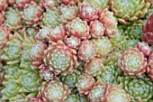 SEMPERVIVUM GRANADA