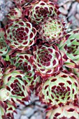 SEMPERVIVUM GUISEPPI