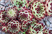 SEMPERVIVUM GUISEPPI