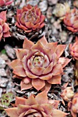 SEMPERVIVUM WOOLCOTS VARIETY