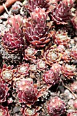 SEMPERVIVUM ALPHA