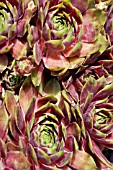 SEMPERVIVUM MAGNIFICENT