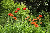 PAPAVER ORIENTALE