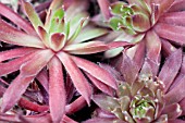 SEMPERVIVUM HIDDE