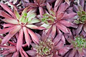 SEMPERVIVUM HIDDE