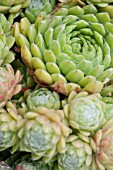 SEMPERVIVUM PEKINESE