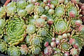 SEMPERVIVUM PEKINESE