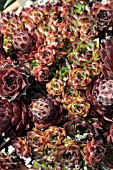 SEMPERVIVUM KELLY-JO