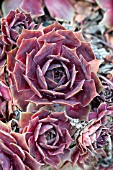 SEMPERVIVUM OTHELLO