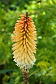 KNIPHOFIA TAWNY KING