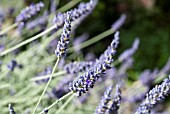 LAVANDULA QUICK SILVER