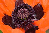 PAPAVER ORIENTALE