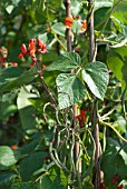 RUNNER BEANS