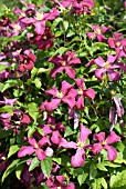 CLEMATIS MADAME JULIA CORREVON