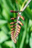 CROCOSMIA LUCIFER