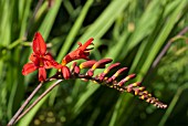 CROCOSMIA LUCIFER