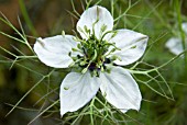 NIGELLA, LOVE IN A MIST