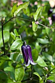 CLEMATIS ROGUCHII