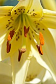 LILIUM WHITE TWINKLE