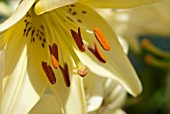 LILIUM WHITE TWINKLE