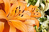 LILIUM SALMON CLASSIC