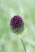 ALLIUM SPHAEROCEPHALON