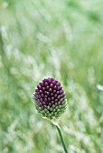 ALLIUM SPHAEROCEPHALON