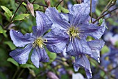 CLEMATIS PRINCE CHARLES