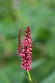 POLYGONUM AMPLEXICAULE ATROSANGUINEUM