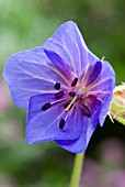 GERANIUM PRATENSE