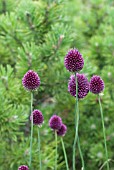 ALLIUM SPHAEROCEPHALON