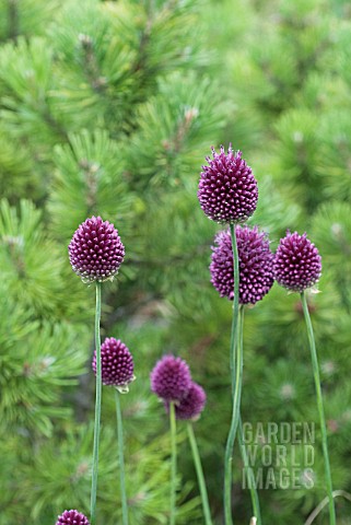 ALLIUM_SPHAEROCEPHALON