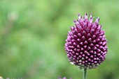 ALLIUM SPHAEROCEPHALON