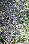 LAVANDULA QUICK SILVER