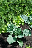 CABBAGE, LETTUCE AND CARROT PLANTS
