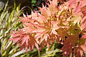 ACER SANGO KAKU