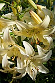 LILIUM WHITE TWINKLE