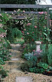 ROSES ON PERGOLA