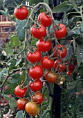 SOLANUM LYCOPERSICUM GARDENERS DELIGHT, (TOMATO GARDENERS DELIGHT)