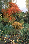 SMALL GARDEN IN AUTUMN