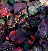 BERGENIA CORDIFOLIA PURPUREA, (WINTER FOLIAGE)