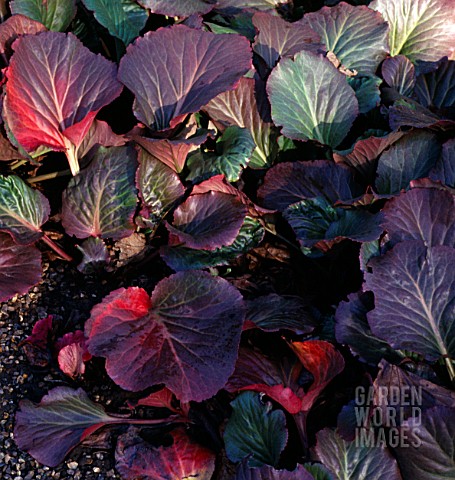 BERGENIA_CORDIFOLIA_PURPUREA_WINTER_FOLIAGE