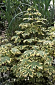 ACER PLATANOIDES DRUMMONDII,  VARIEGATED, LEAVES, SUMMER