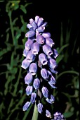 MUSCARI ARMENIACUM