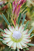 PROTEA SCOLYMOCEPHALA