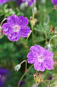 GERANIUM INCANUM