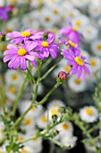 SENECIO ELEGANS