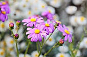 SENECIO ELEGANS